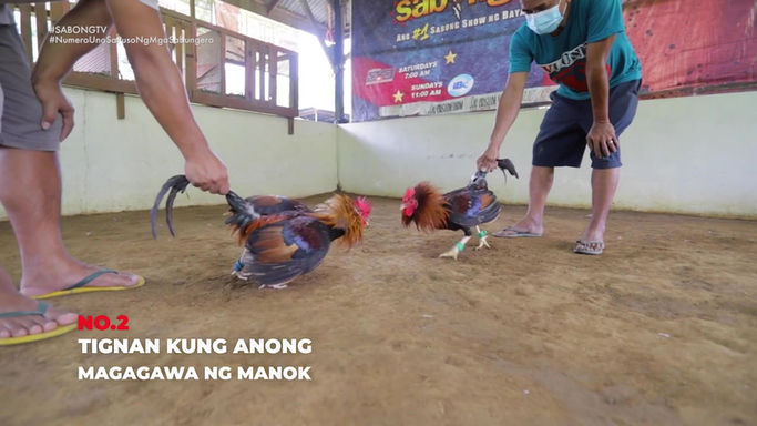 Tutok Tips sa Pag-Salida ng Manok May 20, 2023